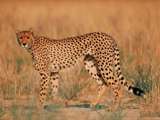 gepard.jpg