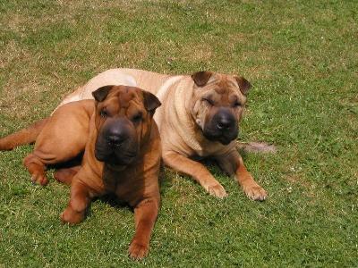 chovatelska-stanice--gampi-pei---plemeno-shar-pei--sarpej--1.jpg